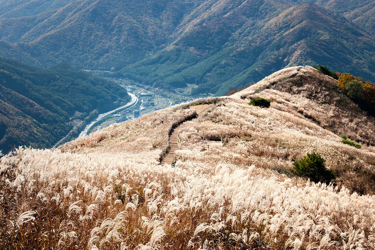 Mindungsan Silver Grass